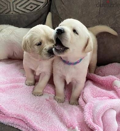 Labrador Puppies//Whatsapp Me +966 (583)-921348