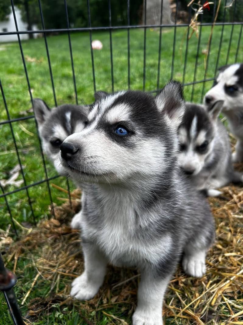 Whatsapp Me (+966) 588993320//Siberian Husky Puppies 1