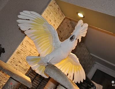 Umbrella Cockatoos//Whatsapp Me (+966) 588993320