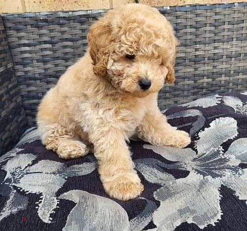 Toy Poodle Puppies//Whatsapp Me +966 (583)921348 1