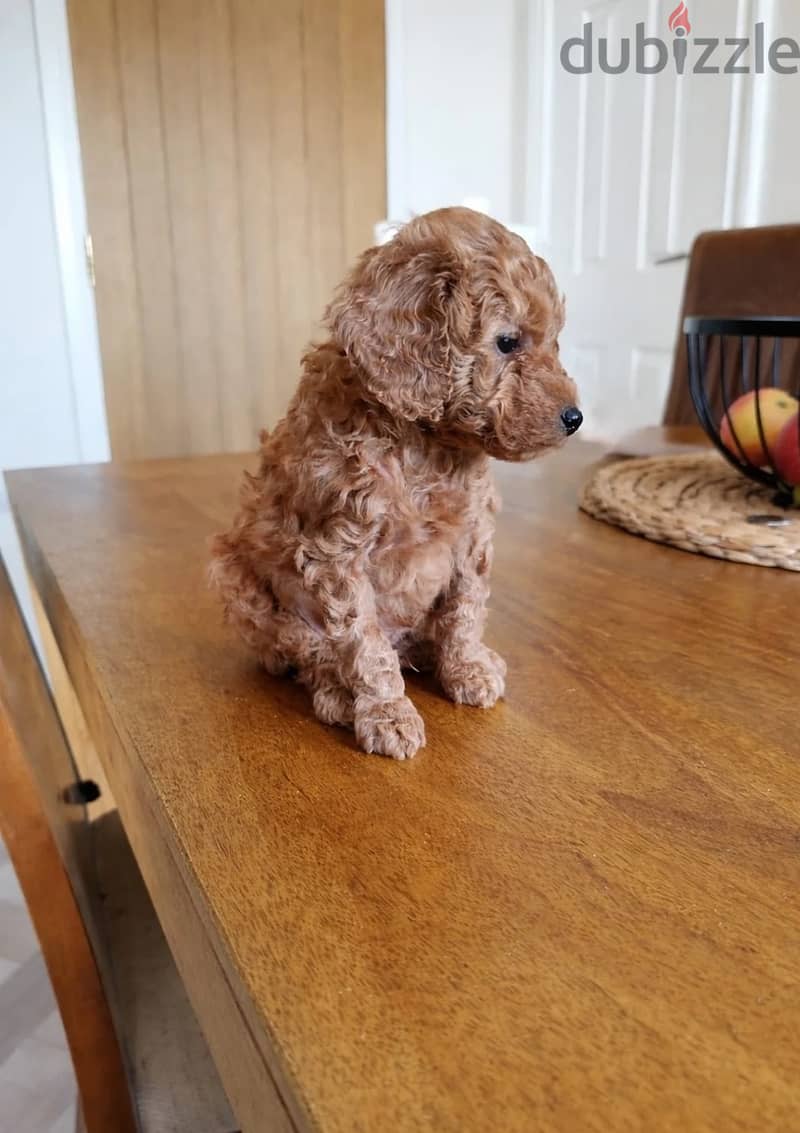 Whatsapp Me +966 (583)921348//Toy Poodle Puppies 1