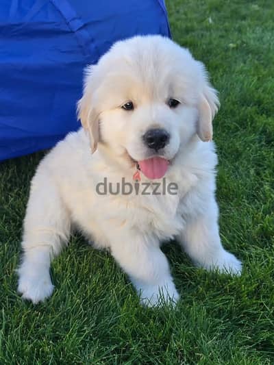 Whatsapp Me (+966) 588993320//Golden Retriever