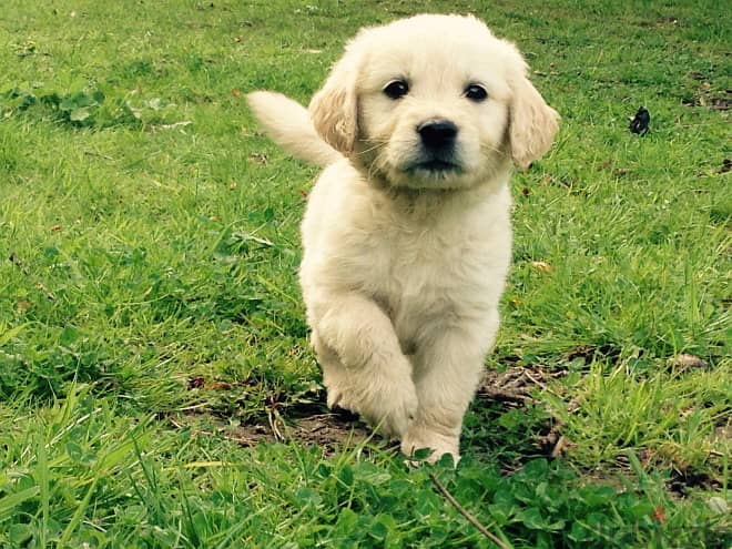 Whatsapp Me (+966) 588993320//Golden Retriever 1