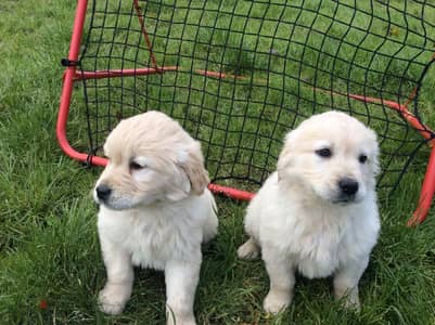 Golden Retriever//Whatsapp Me (+966) 588993320