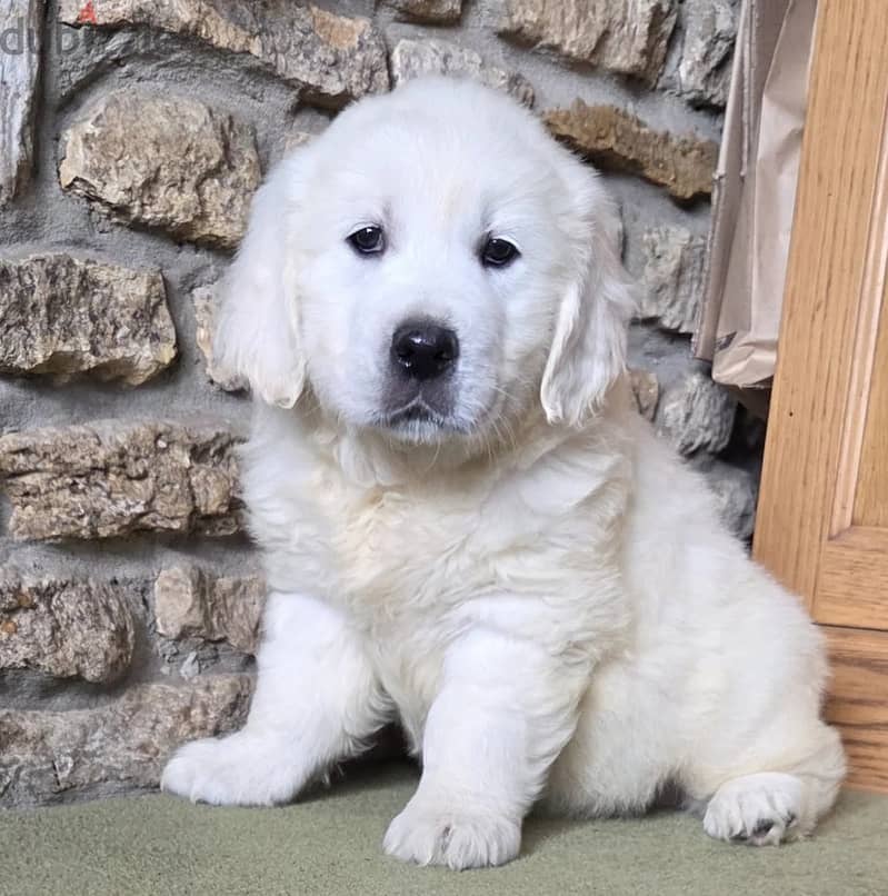 Whatsapp Me (+966) 588993320//Golden Retriever 1