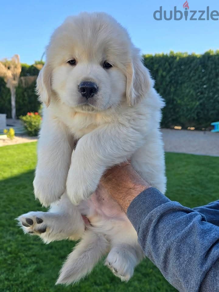 Whatsapp Me (+966) 588993320//Golden Retriever 1