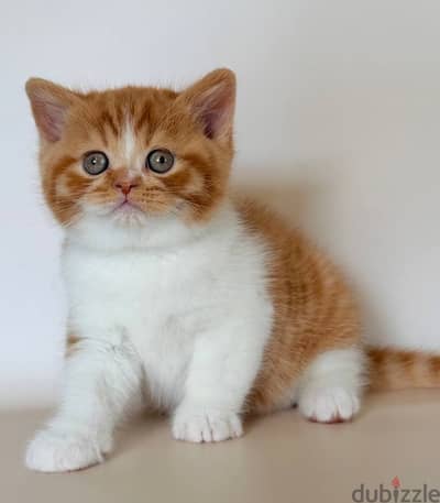 British shorthair Kitten