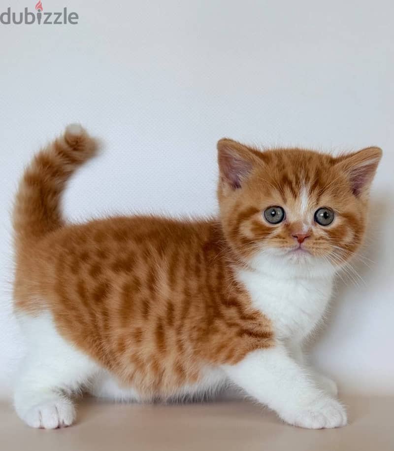 British shorthair Kitten 1