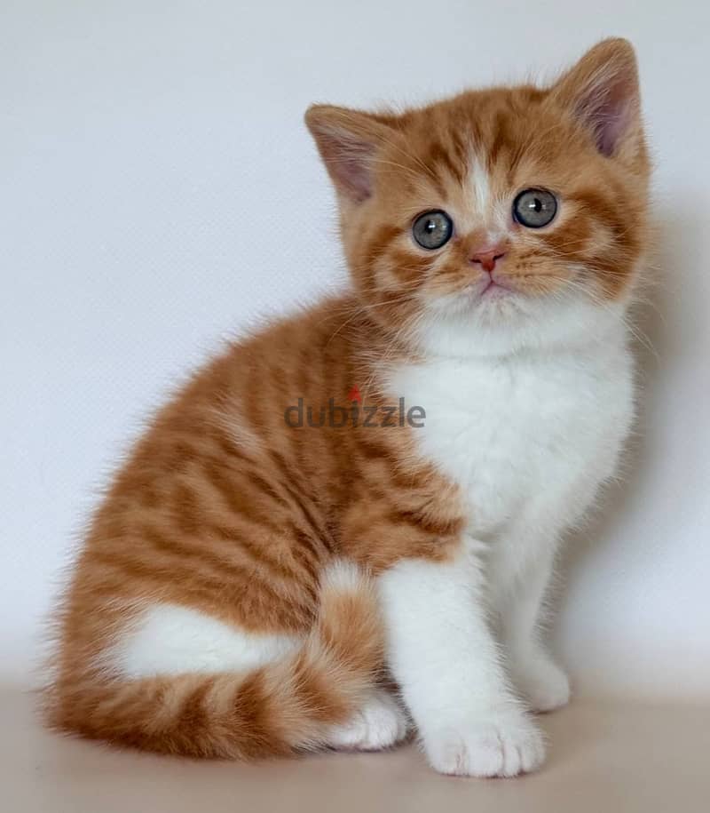 British shorthair Kitten 2