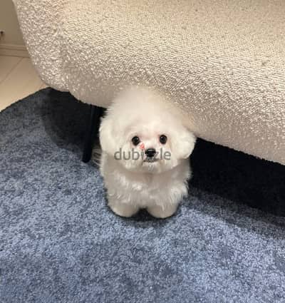 Maltese Puppy