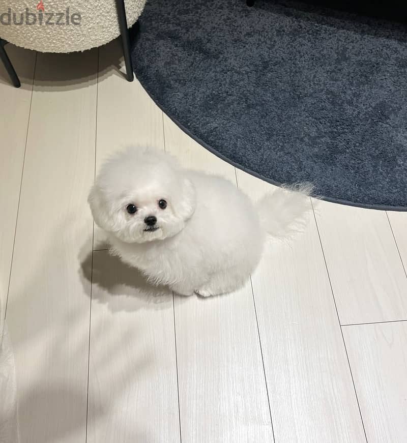 Maltese Puppy 1