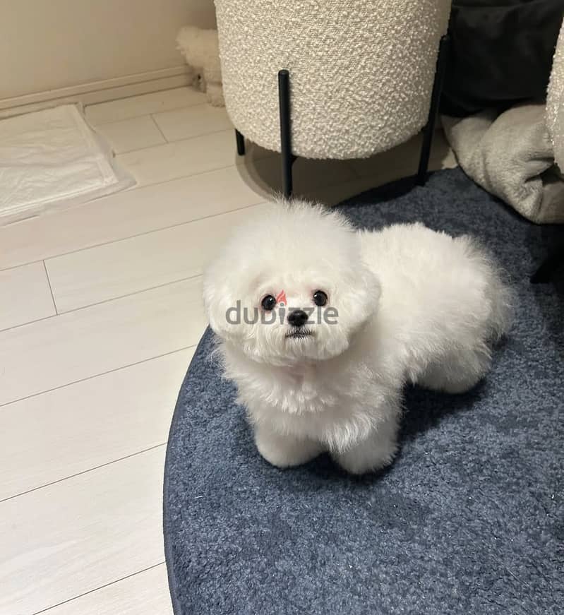 Maltese Puppy 2