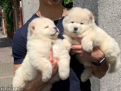 Whatsapp Me +966 (583)-921348//Chow Chow Puppies
