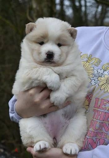Whatsapp Me +966 (583)-921348//Chow Chow Puppies 1