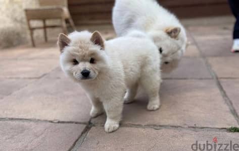 Whatsapp Me +966 (583)-921348//Chow Chow Puppies