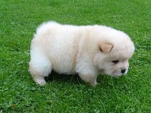 Whatsapp Me +966 (583)-921348//Chow Chow Puppies