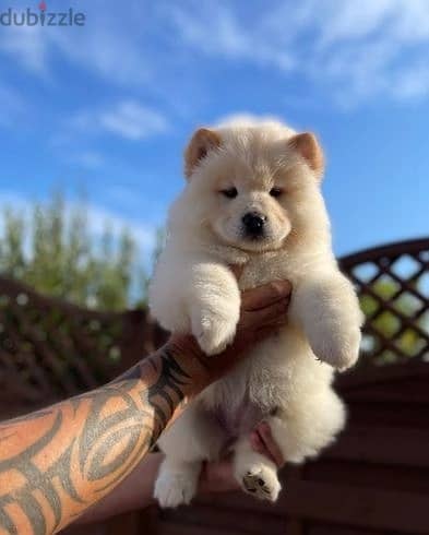 Whatsapp Me +966 (583)-921348//Chow Chow Puppies 1
