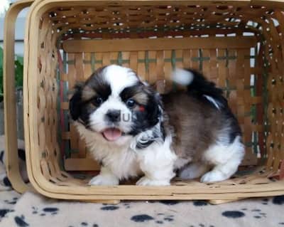 Shih Tzu Puppies//Whatsapp Me (+966) 588993320