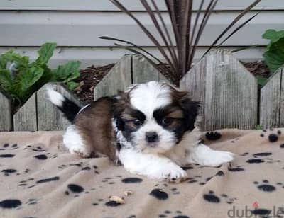 Whatsapp Me (+966) 588993320//Shih Tzu Puppies