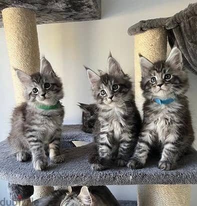 Maine Coon Cats//Whatsapp Me +966 (583)-921348