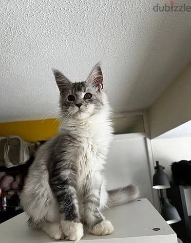 Whatsapp Me +966 (583)-921348//Maine Coon Cats 1