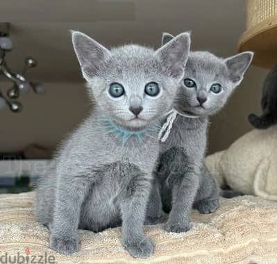 Russian Blue Cats//Whatsapp Me (+966) 588993320