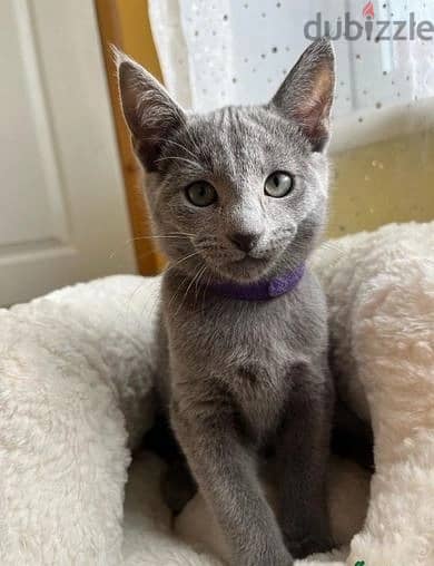 Russian Blue Cats//Whatsapp Me (+966) 588993320 1