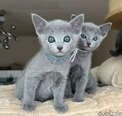 Whatsapp Me (+966) 588993320//Rus-sian Blue Cats