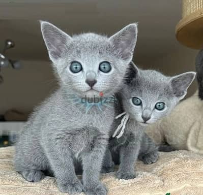 Russian Blue Cats//Whatsapp Me (+966) 588993320