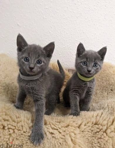 Whatsapp Me (+966) 588993320//Russian Blue Cats 1