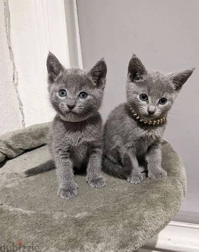 Russian Blue Cats//Whatsapp Me (+966) 588993320