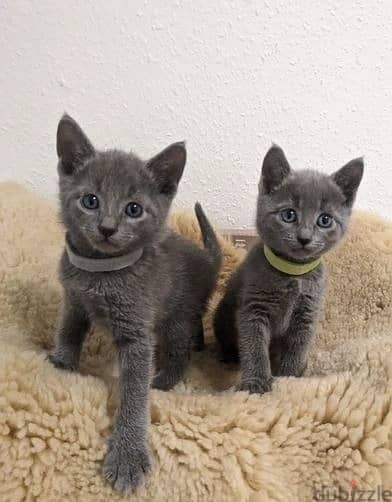Russian Blue Cats//Whatsapp Me (+966) 588993320 1
