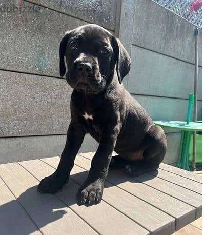 Whatsapp Me (+966) 588993320//Cane Corso Puppies