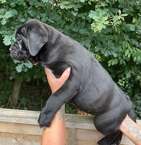 Whatsapp Me (+966) 588993320//Cane Corso Puppies 1