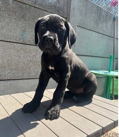 Whatsapp Me (+966) 588993320//Cane Corso Puppies