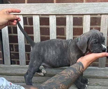 Cane Corso Puppies//Whatsapp Me (+966) 588993320 1