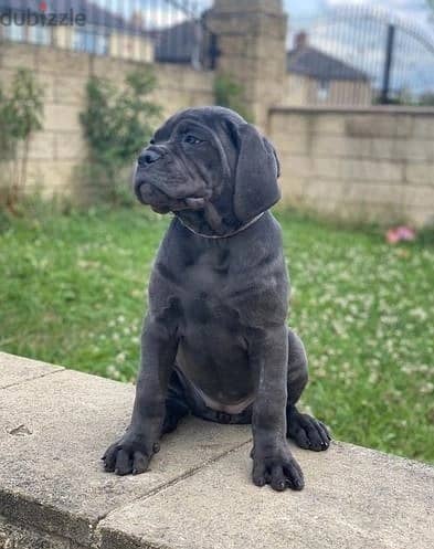 Cane Corso Puppies//Whatsapp Me (+966) 588993320