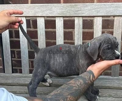 Cane Corso Puppies//Whatsapp Me (+966) 588993320