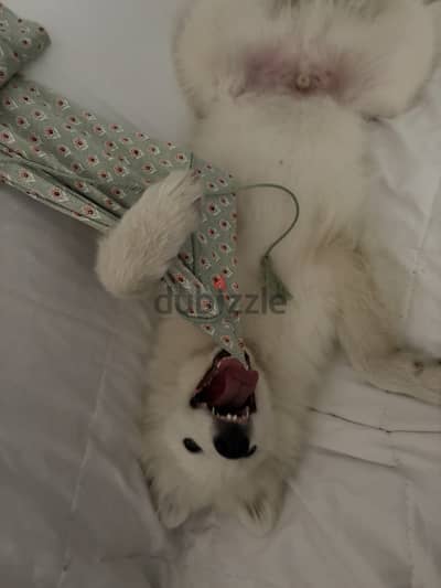 Samoyed كلب سومويد العمر 3 شهور