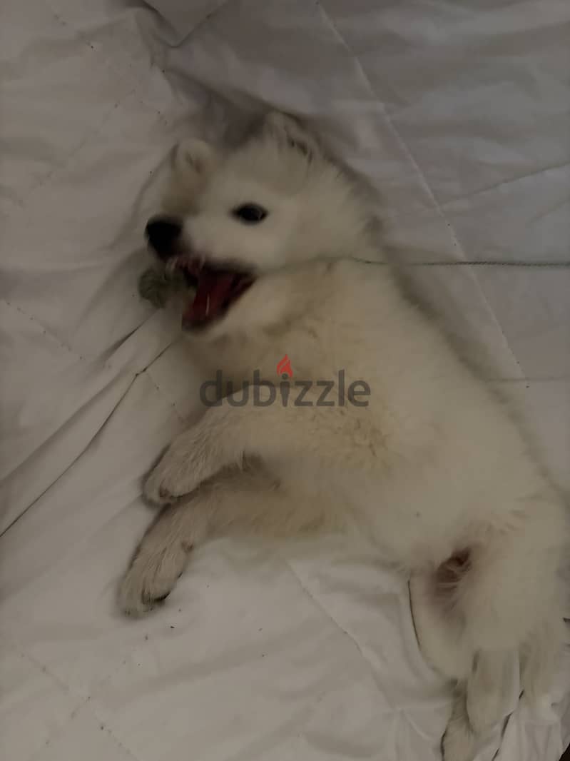 Samoyed كلب سومويد العمر 3 شهور 1