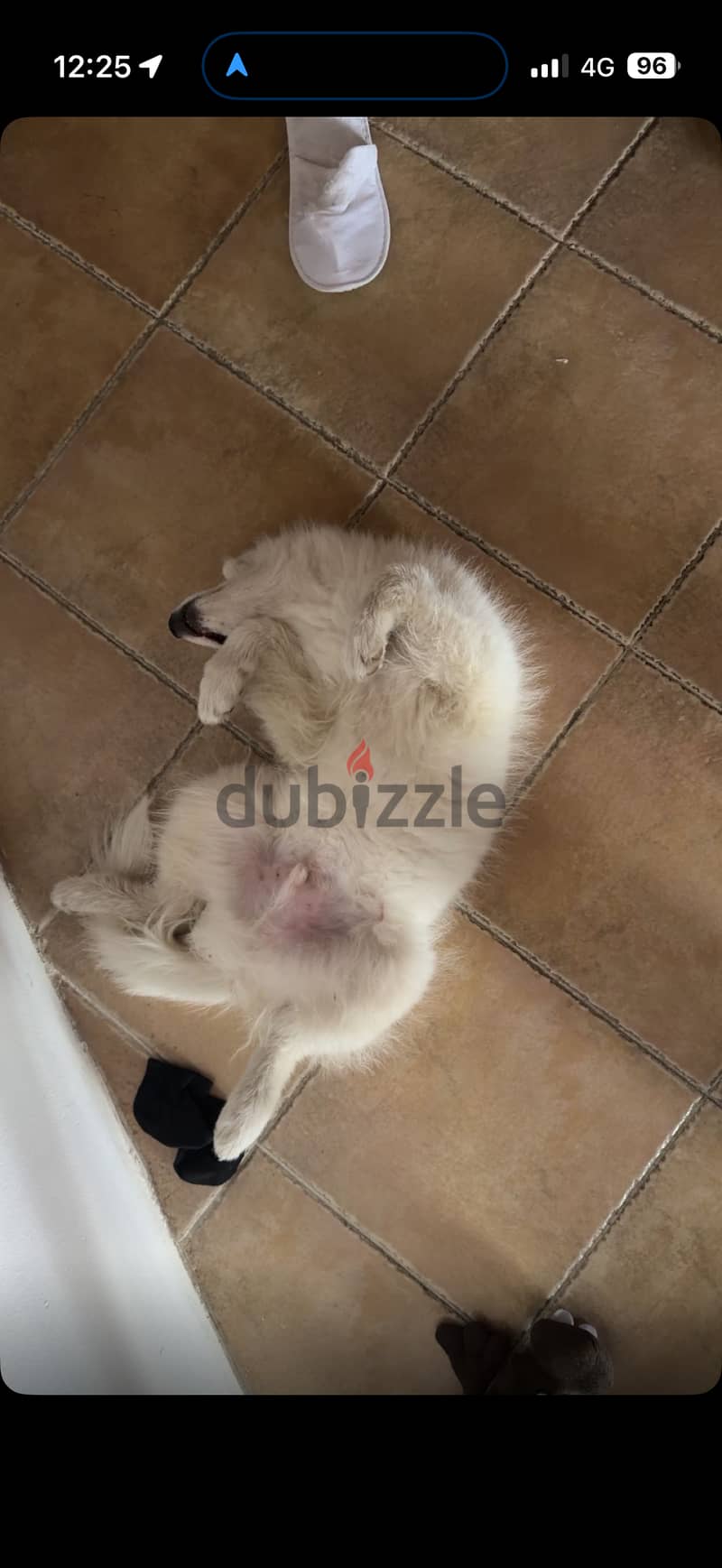 Samoyed كلب سومويد العمر 3 شهور 2