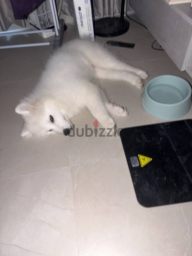 Samoyed كلب سومويد العمر 3 شهور 3