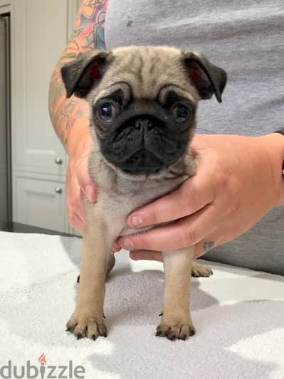 Pug Puppies//Whatsapp Me +966 (583)-921348