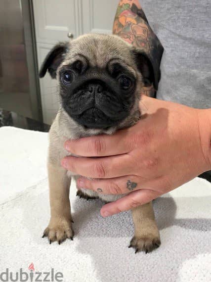 Whatsapp Me +966 (583)-921348//Pug Puppies 1