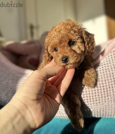 Toy poodle puppies WhatsApp me +966570965496
