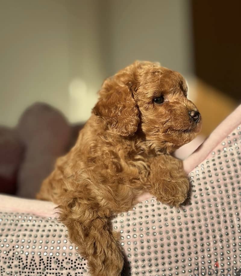 Toy poodle puppies WhatsApp me +966570965496 1