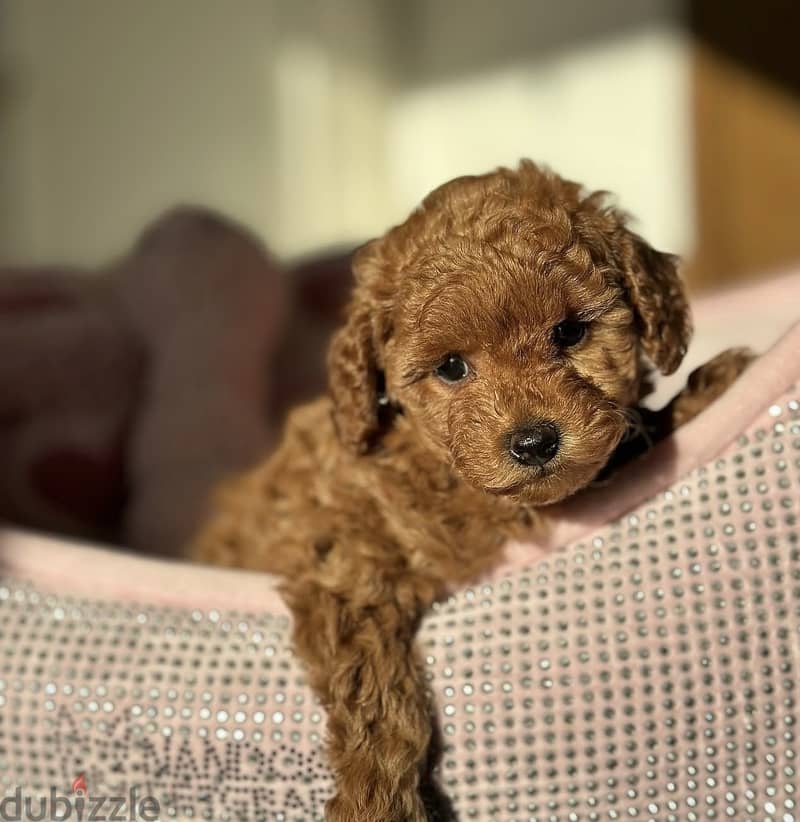 Toy poodle puppies WhatsApp me +966570965496 2