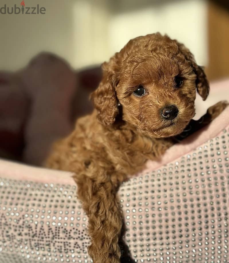 Toy poodle puppies WhatsApp me +966570965496 3
