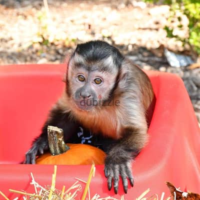 Capuchin Monkeys//Whatsapp Me +966 (583)-921348