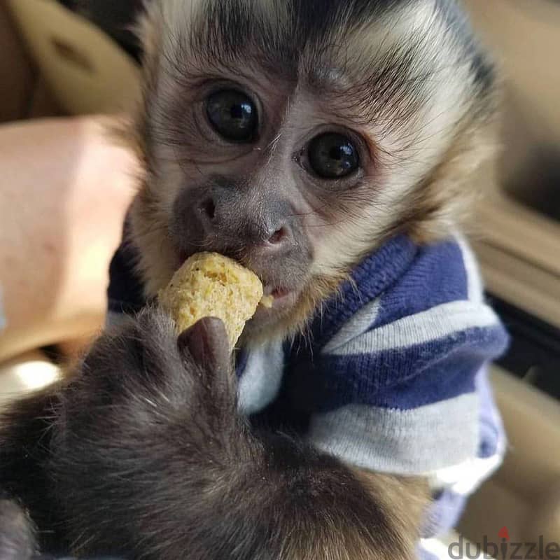Capuchin Monkeys//Whatsapp Me +966 (583)-921348 1